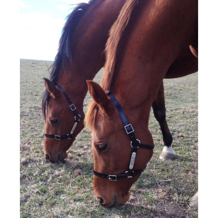 Black PVC Halter - Stainless Steel Fittings with Engraved Horse Nameplate