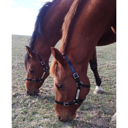 Black PVC Halter - Stainless Steel Fittings with Engraved Horse Nameplate