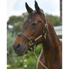 Load image into Gallery viewer, Leather Halter - Brass Fittings with Engraved Horse Nameplate